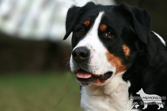 Kopfbild eines Großen Schweizer Sennenhundes