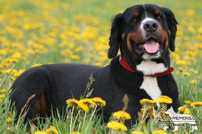 Großer Schweizer Sennenhund im Liegen