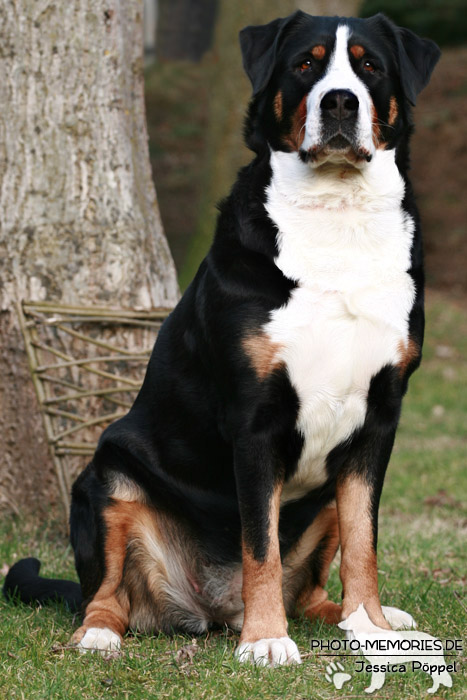 Großer Schweizer Sennenhund im Sitzen