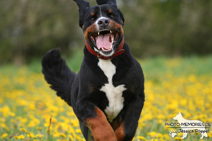 Großer Schweizer Sennenhund in Bewegung