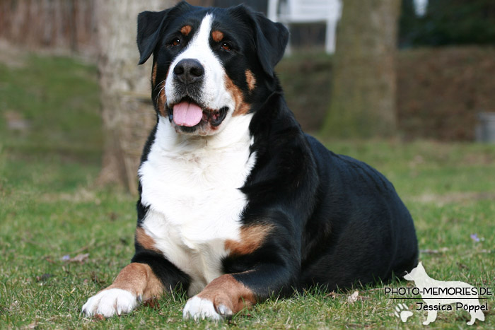 Großer Schweizer Sennenhund im Liegen