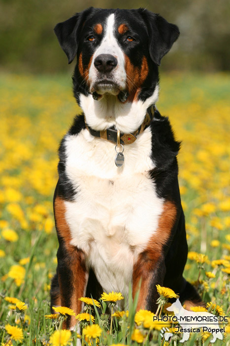 Großer Schweizer Sennenhund im Sitzen