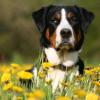 Großer Schweizer Sennenhund im Liegen