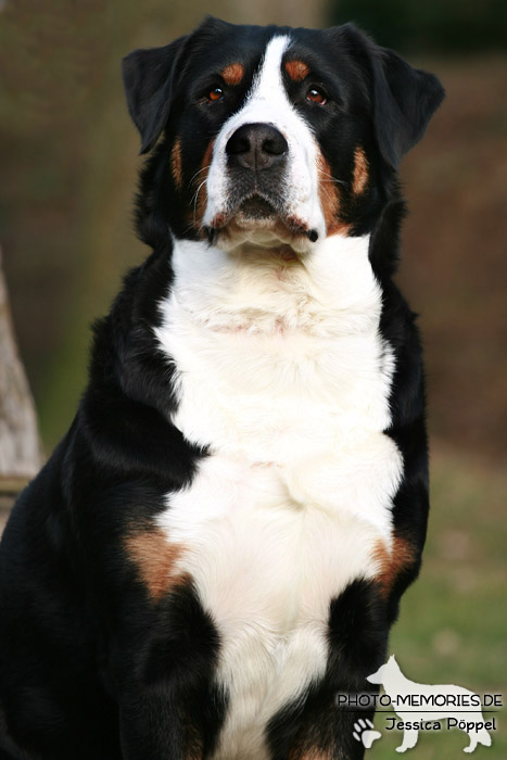 Großer Schweizer Sennenhund im Sitzen