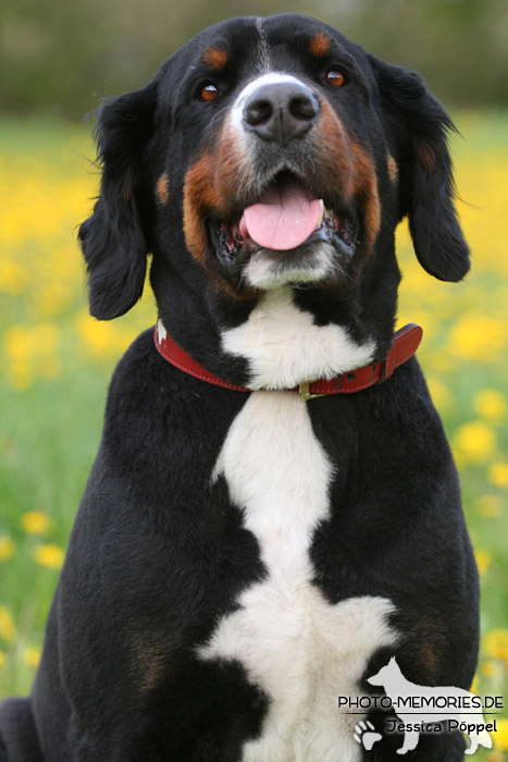 Großer Schweizer Sennenhund im Sitzen