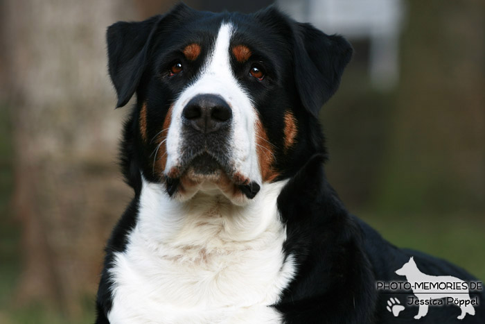 Kopfbild eines Großen Schweizer Sennenhundes