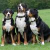 Eine Gruppe Großer Schweizer Sennenhunde