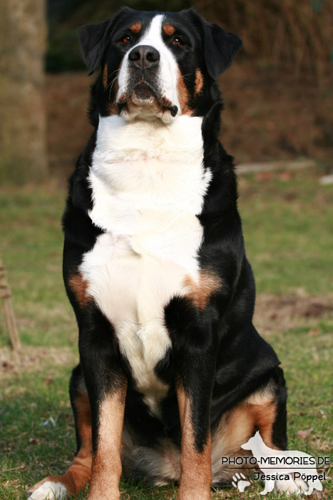 Großer Schweizer Sennenhund im Sitzen