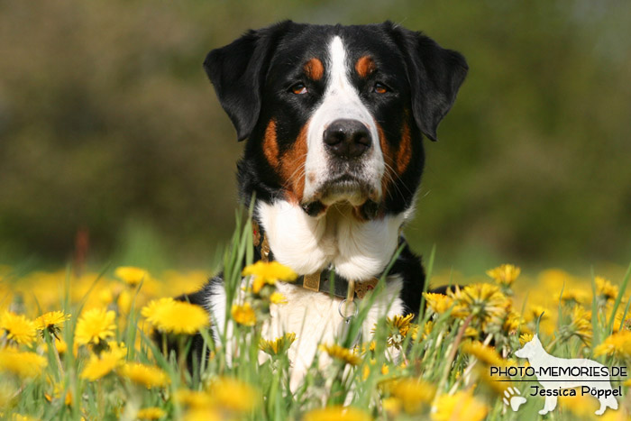 Großer Schweizer Sennenhund im Liegen