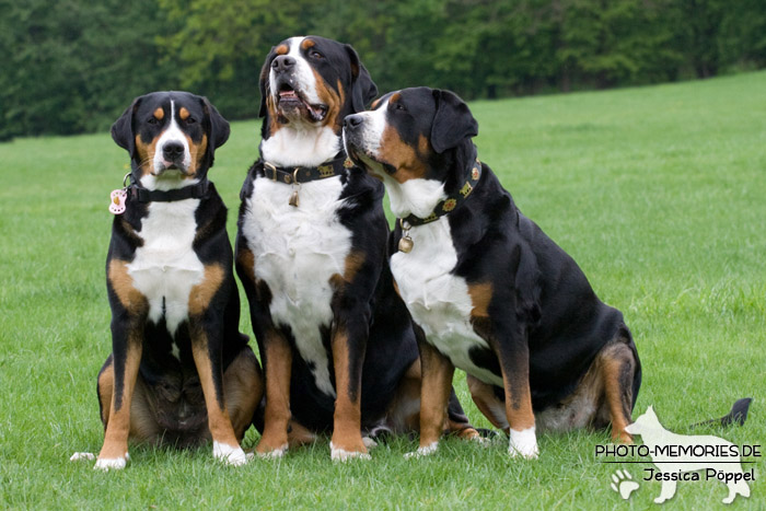 Eine Gruppe Großer Schweizer Sennenhunde