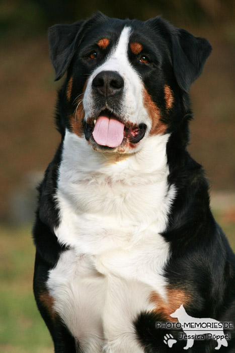 Großer Schweizer Sennenhund im Sitzen