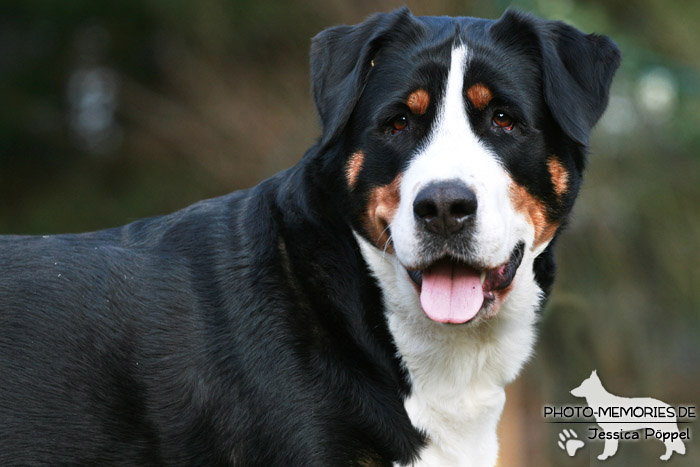 Kopfbild eines Großen Schweizer Sennenhundes