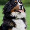 Großer Schweizer Sennenhund im Portrait