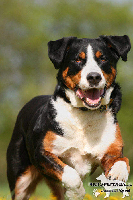 Großer Schweizer Sennenhund in Bewegung