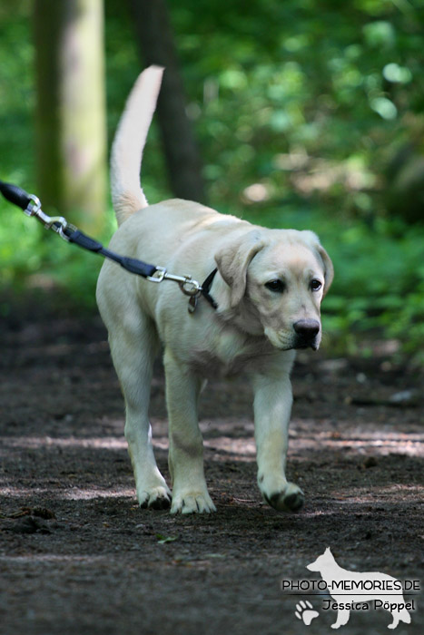 Golden Retriever in der Hundeschule