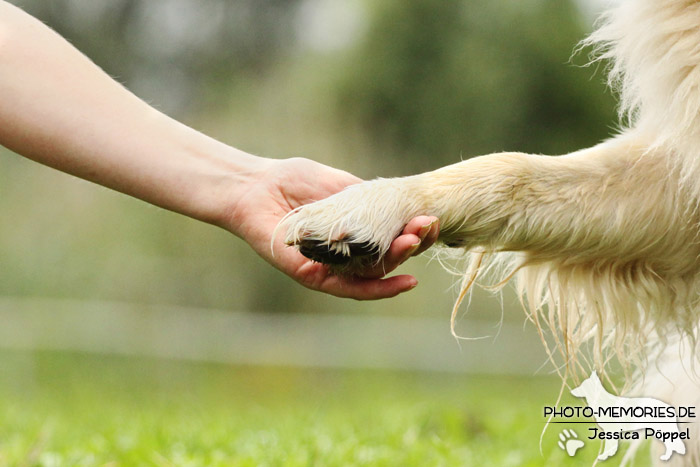 Hand & Pfote eines Golden Retrievers