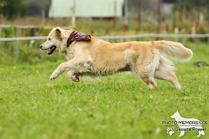 Golden Retriever in Action