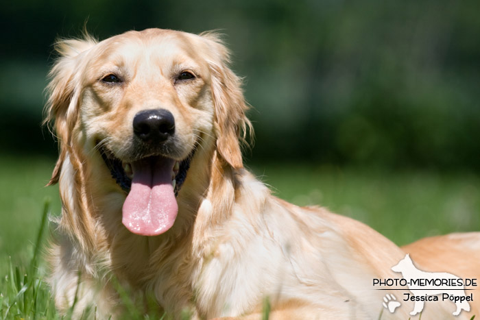 Golden Retriever im Liegen