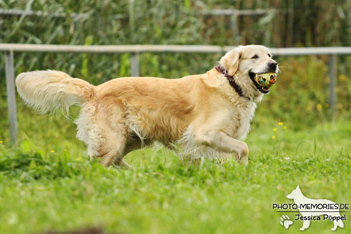 Golden Retriever in Action