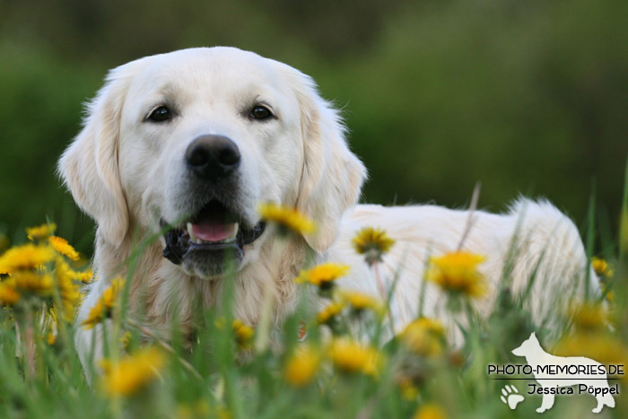 Golden Retriever im Liegen