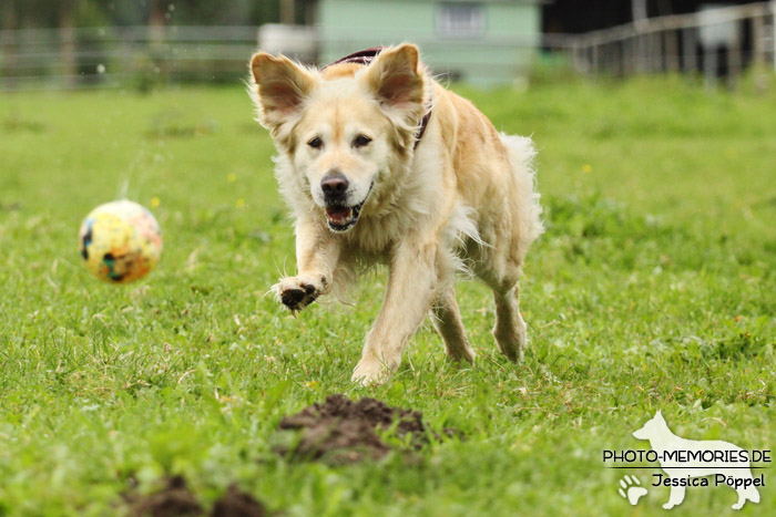 Golden Retriever in Action