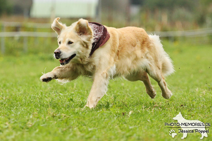 Golden Retriever in Action