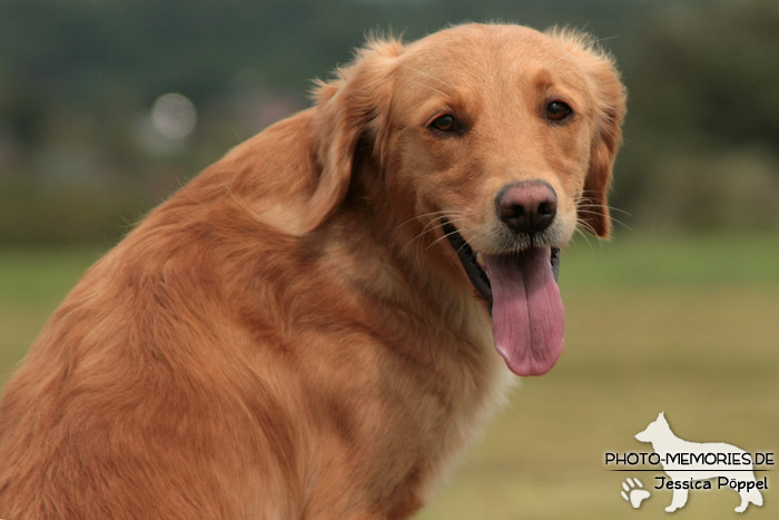 Golden Retriever im Sitzen