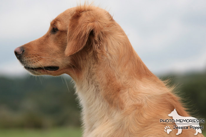 Portrait eines Golden Retrievers