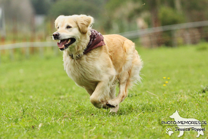 Golden Retriever in Action