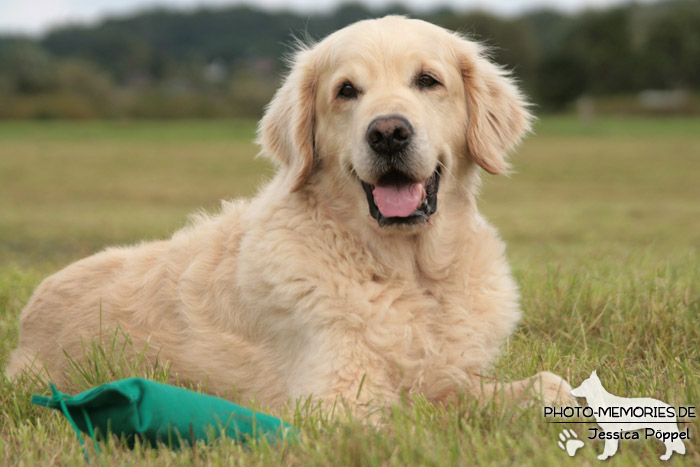 Golden Retriever im Liegen