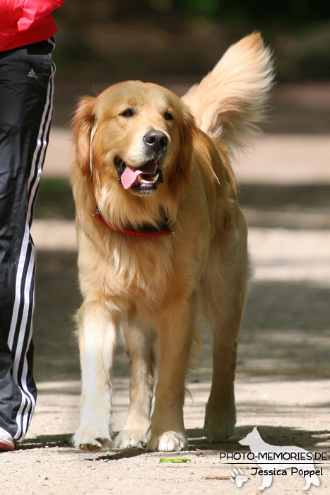 Golden Retriever in der Hundeschule