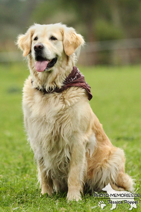 Golden Retriever im Sitzen