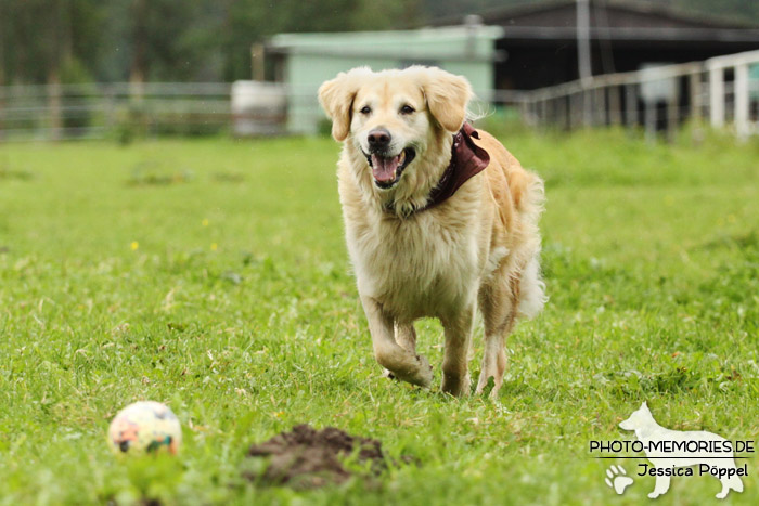 Golden Retriever in Action