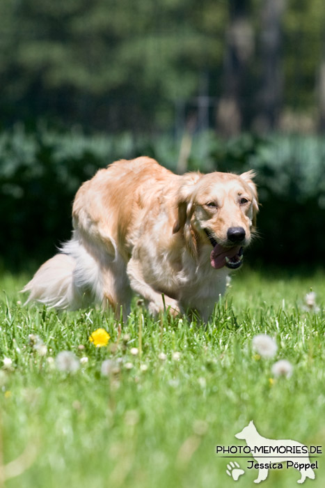 Golden Retriever im Laufen