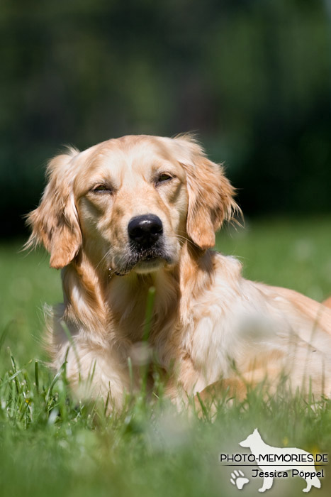 Golden Retriever im Liegen