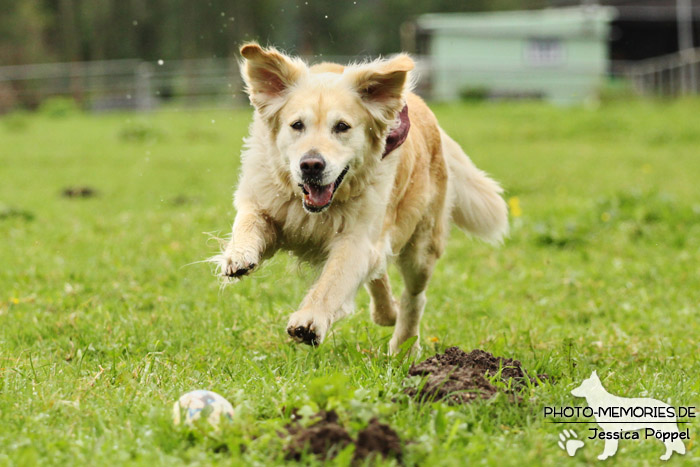 Golden Retriever in Action