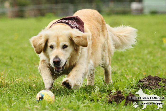 Golden Retriever in Action