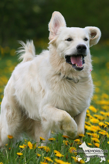 Golden Retriever in Action