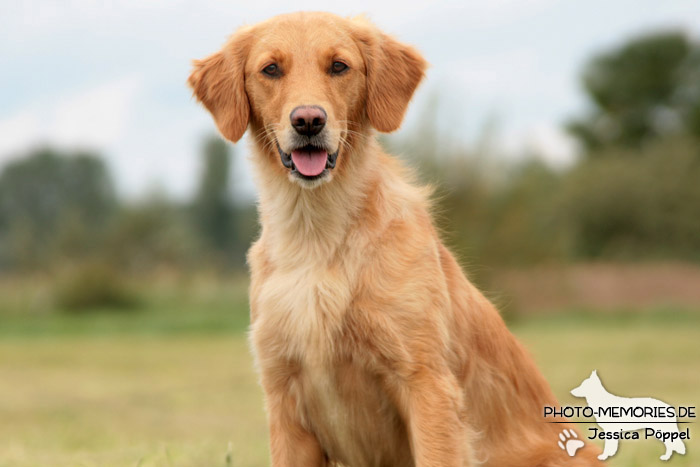 Golden Retriever im Sitzen