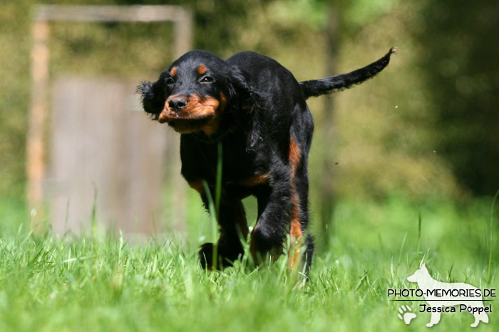 Gordon Setter im Laufen