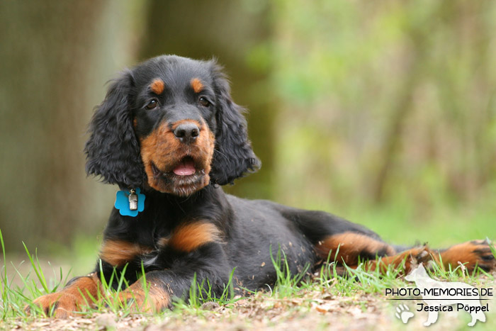 Gordon Setter - Welpe im Liegen