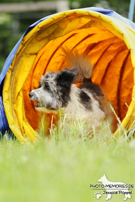 Havaneser im Agility-Tunnel