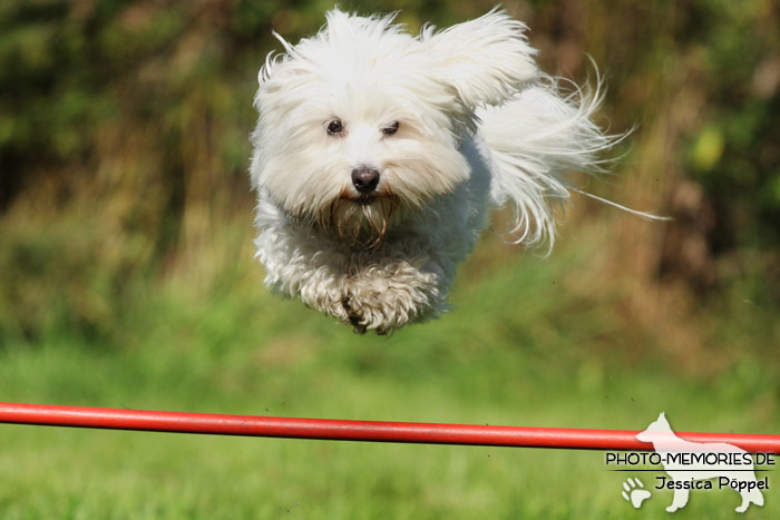 Havaneser im Sprung über ein Hindernis im Agility