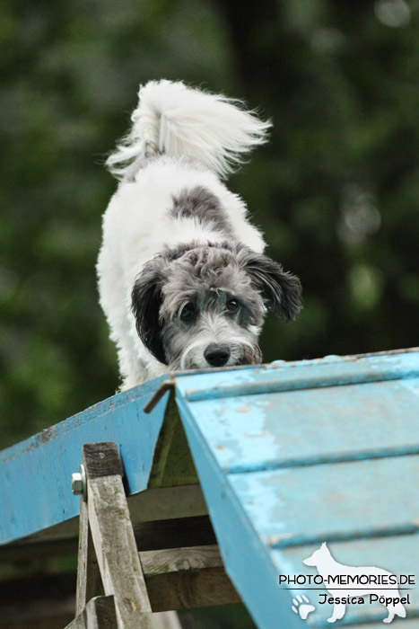 Havaneser auf dem Agility-Steg