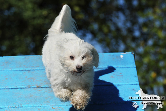 Havaneser auf der Agility A-Wand