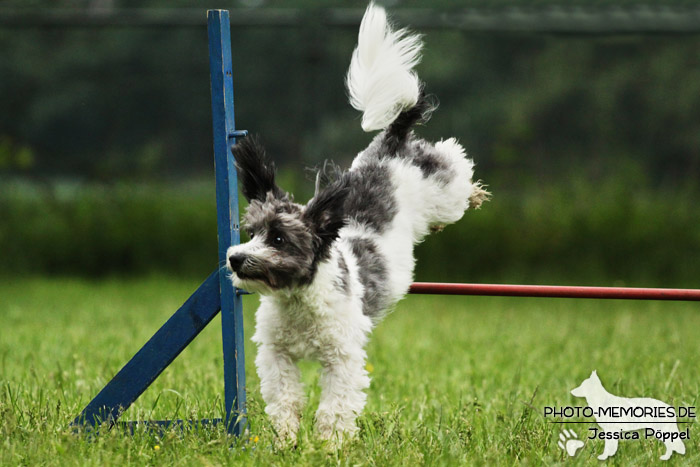 Havaneser im Sprung über ein Agility-Hindernis