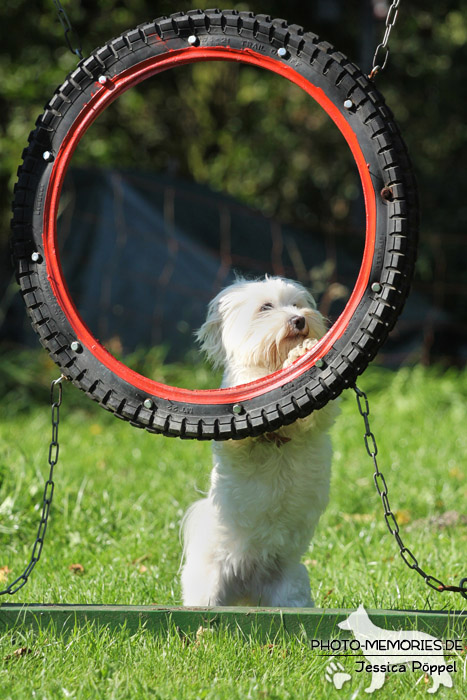 Havaneser vor dem Agility-Reifen