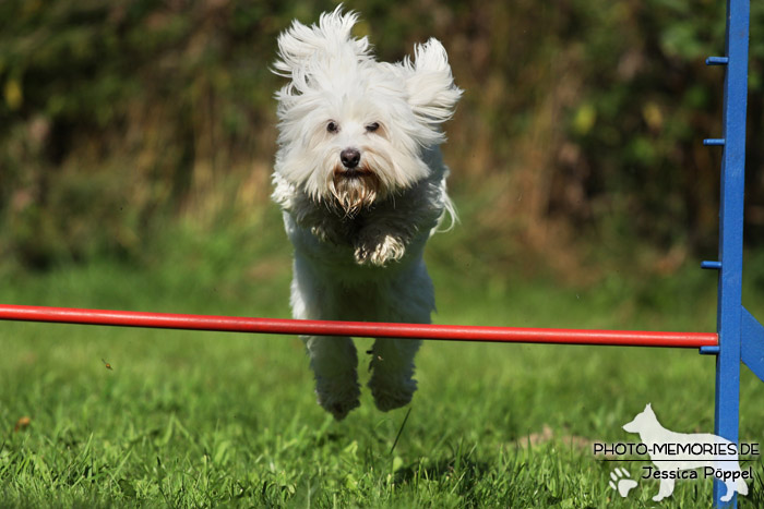 Havaneser im Sprung über ein Hindernis im Agility