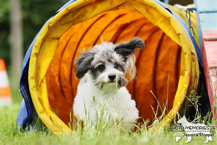 Havaneser im Agility-Tunnel