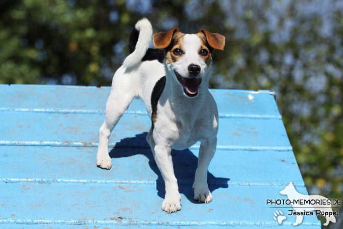 Jack Russell auf der Agility A-Wand